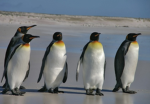 Die coolsten Pinguine