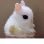 Baby bunny!