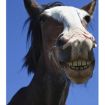 hi my name is addie and im a goofy girl