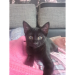 luna on top period