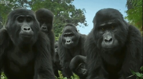 monkey simulator