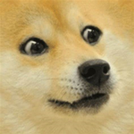 Doggo Nation!!