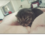 Cats are awesome:)