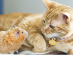 Hamy-Cat Games