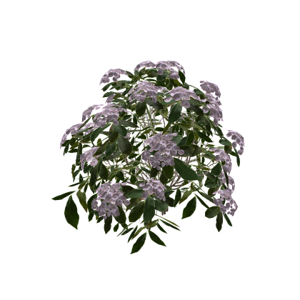 Sakura bush