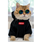 Meme man and kitty man