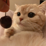 daintypaw