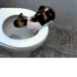 toilet cat
