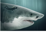 DER MEG