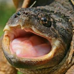 TeTurtles