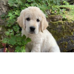 Puppythebest