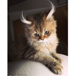 Cat'sGroup
