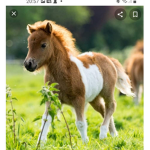 Animals ###### #
