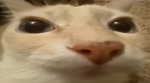 dogix