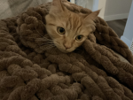 Kittens101