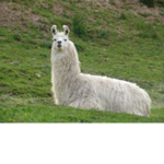 TEAM ANGRY LLAMAS