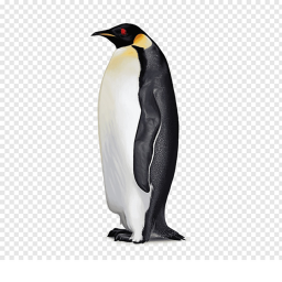 Peguin home....