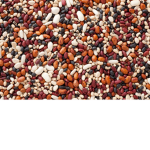 Beans Squad