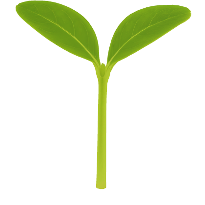 seedling leaf sprout Roblox item