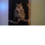 The Owl Group!