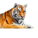 The tiger tribe