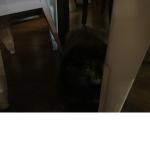 Cat love are good