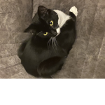 Cat. People 1253