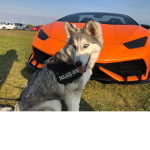The WolfClub