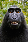 -Big Monkeys-