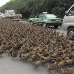 Duck army !!!!!!!!!!!!