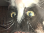 KIKIMIMI10