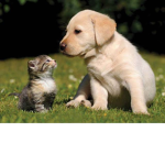 cats and dogs rule and cool