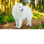 A small Samoyed