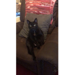 Bad Cat Fan Club