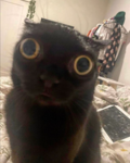 meow cat :3