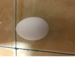 The FE2 Egg Warriors