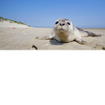 ! The desert seal Group!