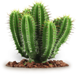 Cactus's Playground | Community Server