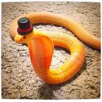 Snek Alliance