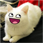 The cat studio
