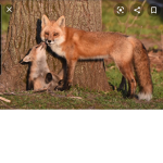 Lil' fox group