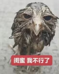 ShanHai's Shenanigans