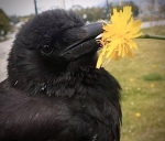 Corvid coven