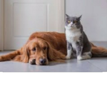 Dog's and Cat's