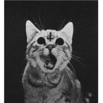 Satanic Kitties