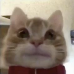 Ketek kucing.