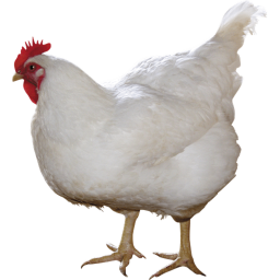 Chicken Hang Out