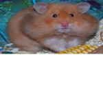 THE HAMSTER LOVIN' GROUP!!
