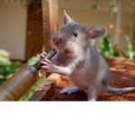 DA STUPID RATS