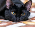 Moon Black cat sqaud